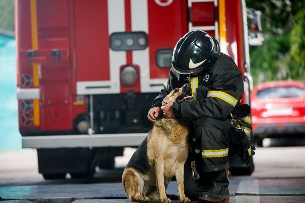 How to Prepare for a House Fire With a Dog: 6 Vet-Approved Steps