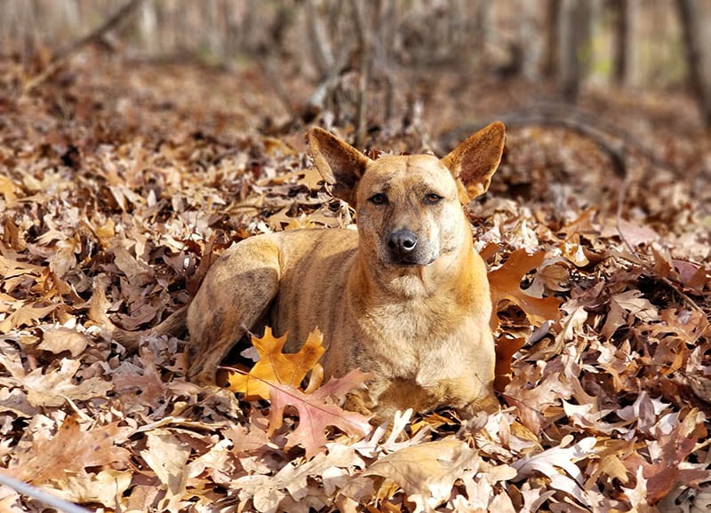 What Is a Phu Quoc Ridgeback Dog? History & Fun Facts