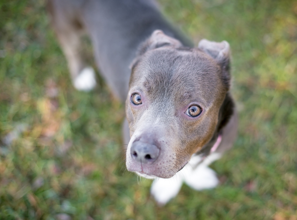 Pit Bull Terrier mixed breed dog holding its ears back