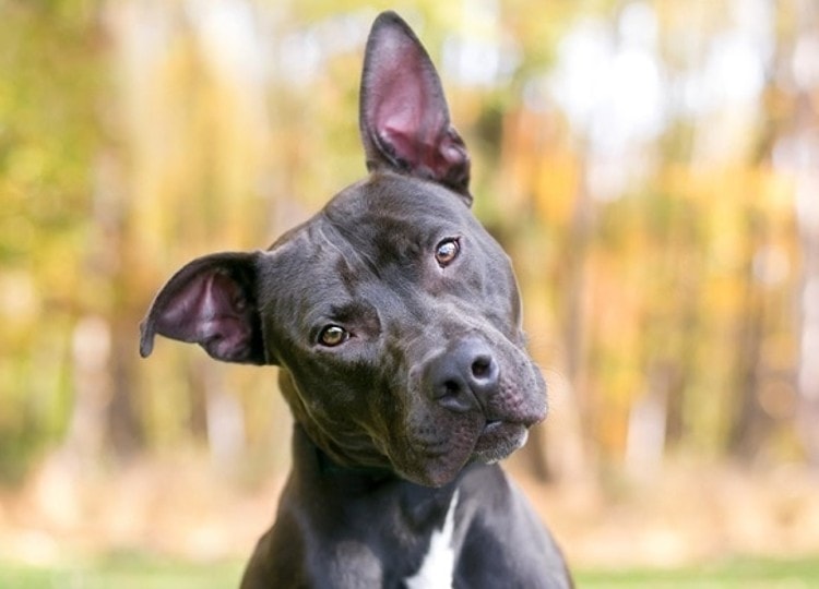 Fake Testicles for Dogs: Vet-Verified Facts & FAQ