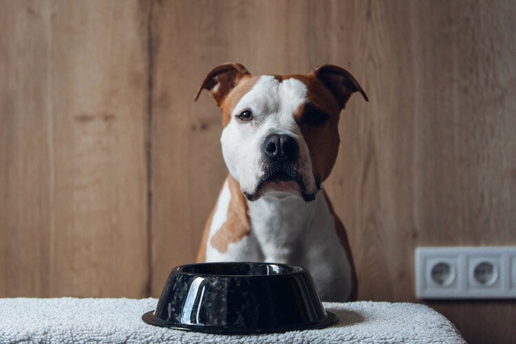 8 Best Dog Foods for American Staffordshire Terriers in 2026 - Reviews & Top Picks