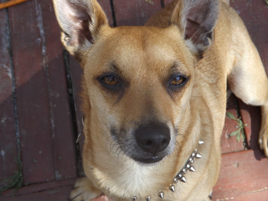 Chipit (Pitbull & Chihuahua Mix) Dog Breed: Info, Pictures & Care