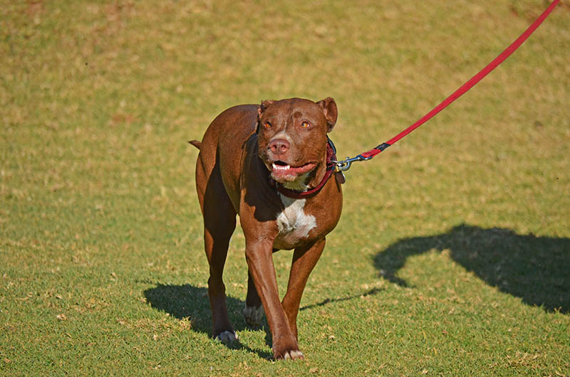 What Temperature Is Too Hot to Walk a Dog? Our Vet Explains