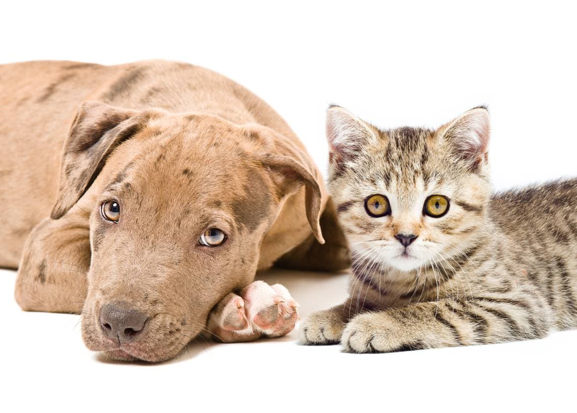 Will a Pitbull Be Good With My Cat? Temperament & Personality Traits