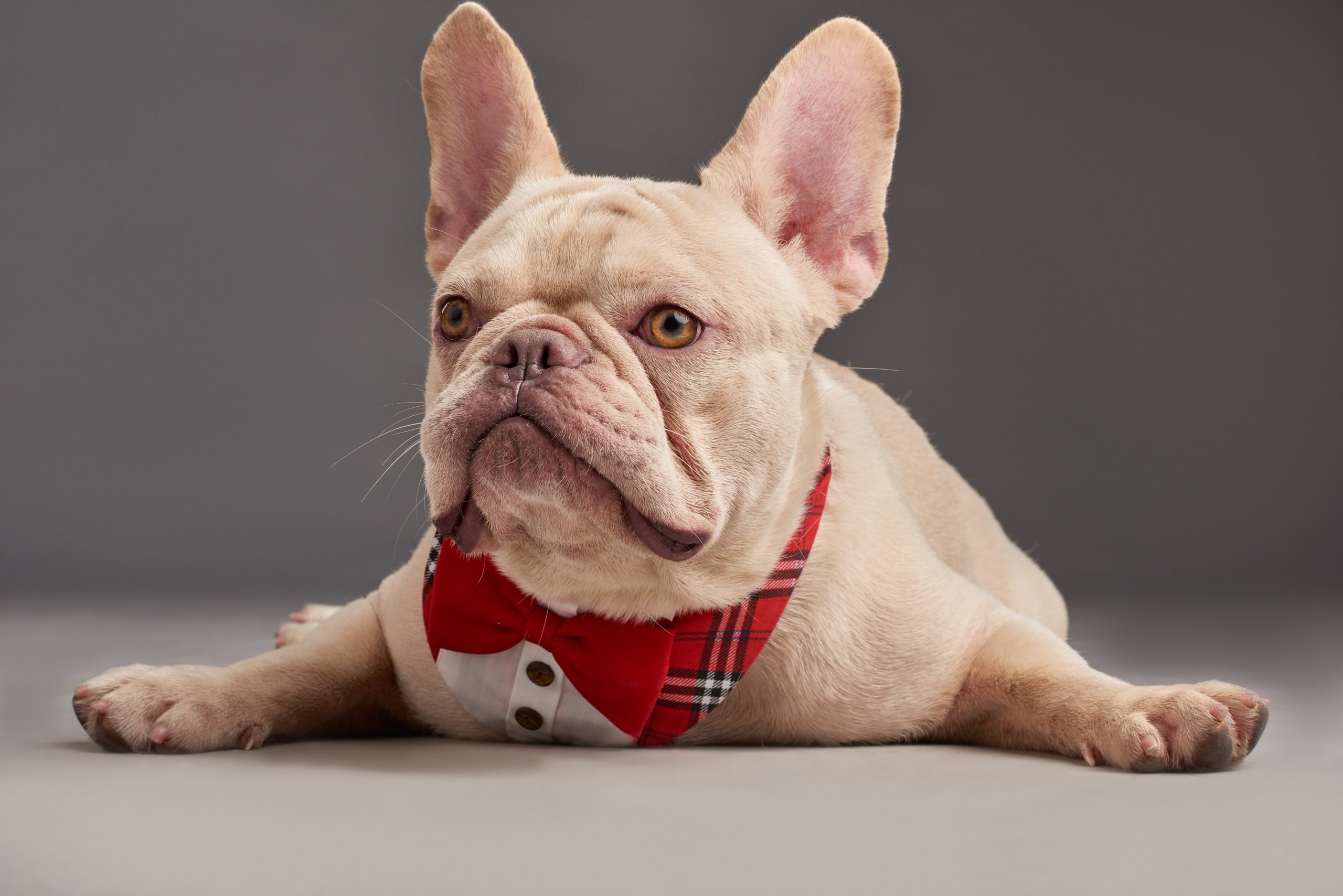 National French Bulldog Day 2026: What Is It & How to Celebrate