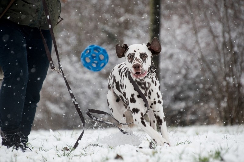 12 Fun Winter Activities to Do With Your Dog (2026 Guide)