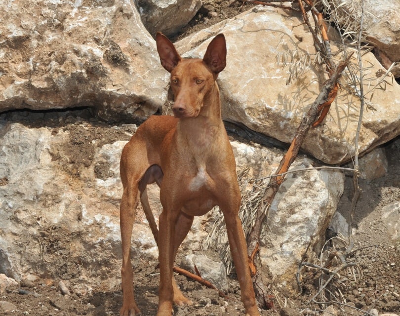 Podenco Canario Dog Breed: Info, Pictures, Traits & Care