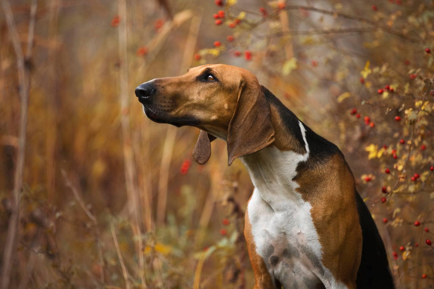 Poitevin Dog Breed Guide: Info, Pictures & Care