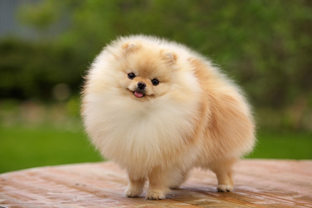 Toy Breed Dogs Discover The Most Popular Kinds Of Toy Dog Breeds – Nandog Pet Gear™
