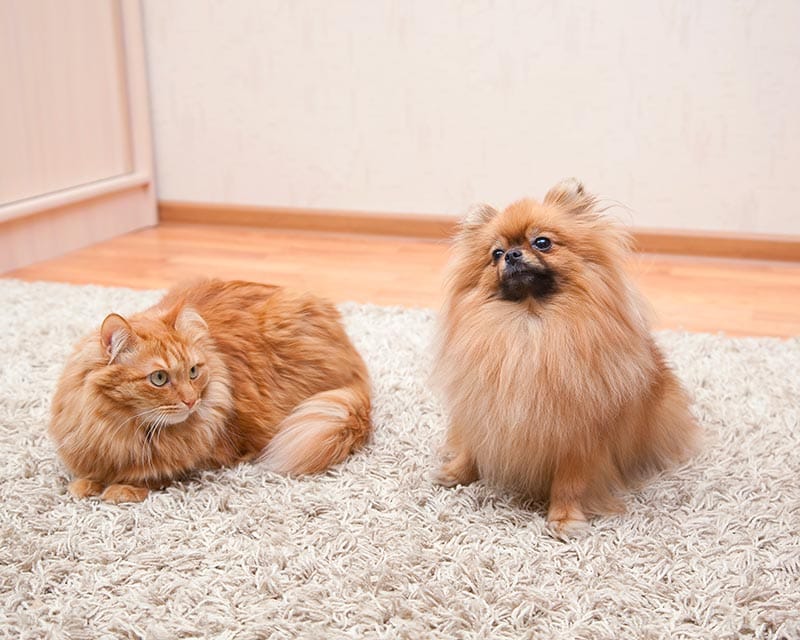 Can Dogs Be Allergic to Cats? Our Vet Explains