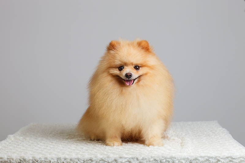 Orange Pomeranian: Info, Pictures, Origin & History