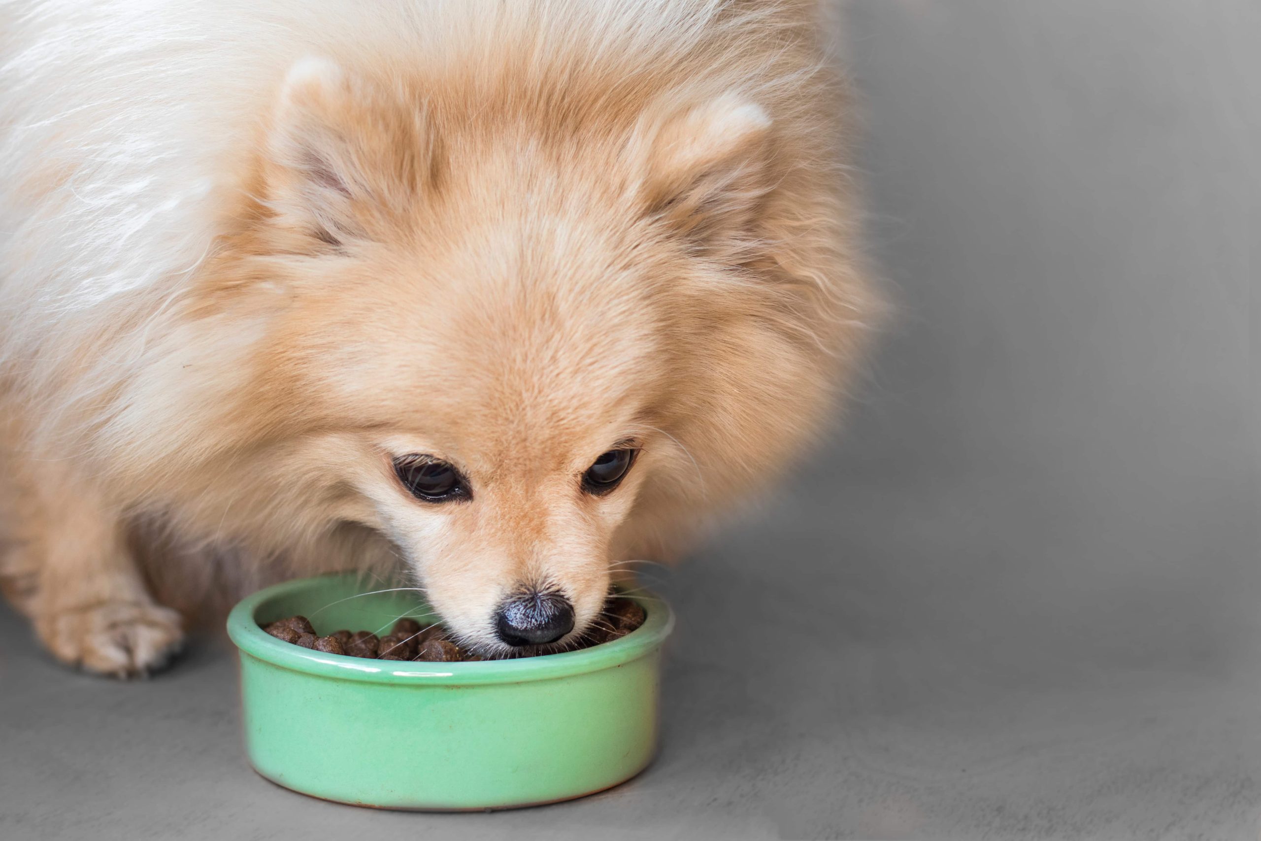 10 Best Dog Foods for Pomeranians in 2026 – Reviews & Top Picks