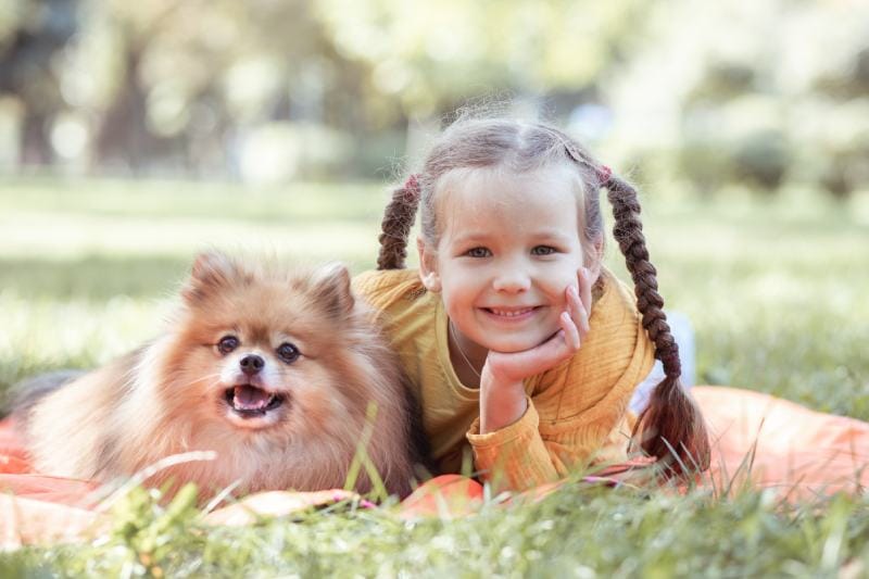 Will a Pomeranian Be Good With My Kids? Everything You Need to Know