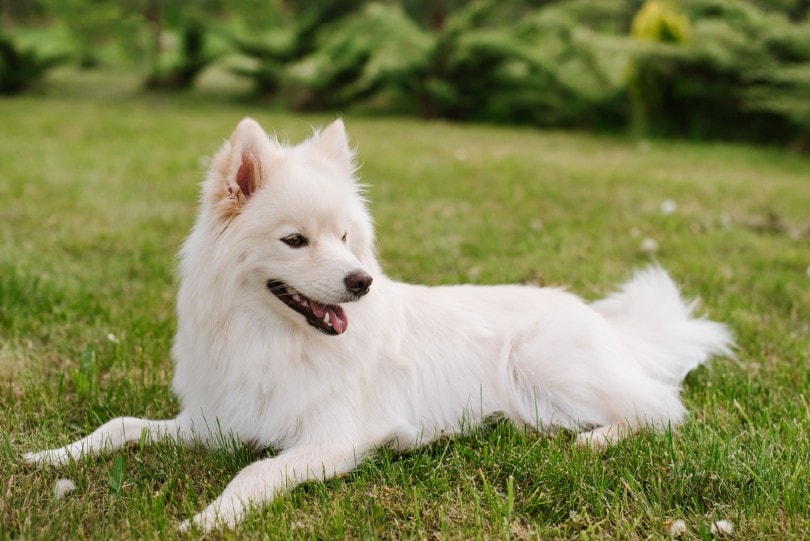 20 Pomeranian Mixes (With Pictures)