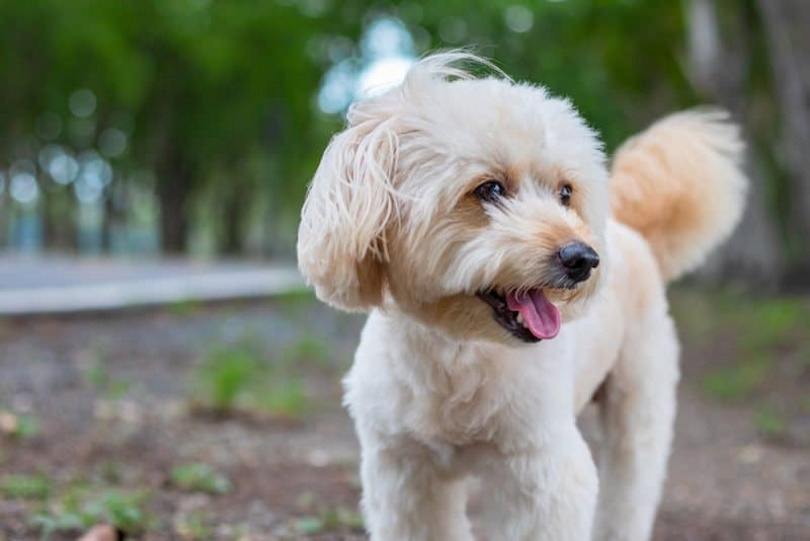 Rattle Dog Breed: Info, Pictures, Care & More