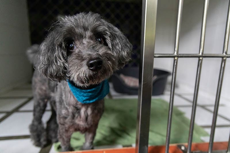 13 Surprising Pet Hotel Industry Statistics: 2026 Update