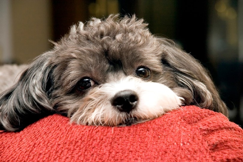 Poogle_F Armstrong Photography_Shutterstock