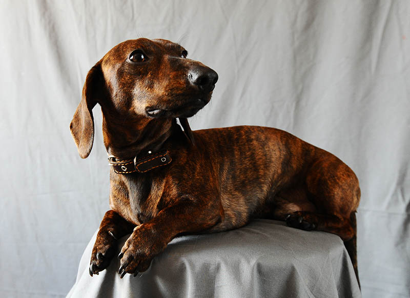 Brindle Dachshund: Info, Pictures, Origin & History