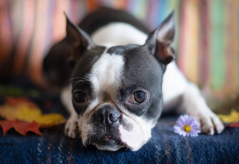 Why Is My Boston Terrier Farting So Much? 6 Vet-Reviewed Reasons