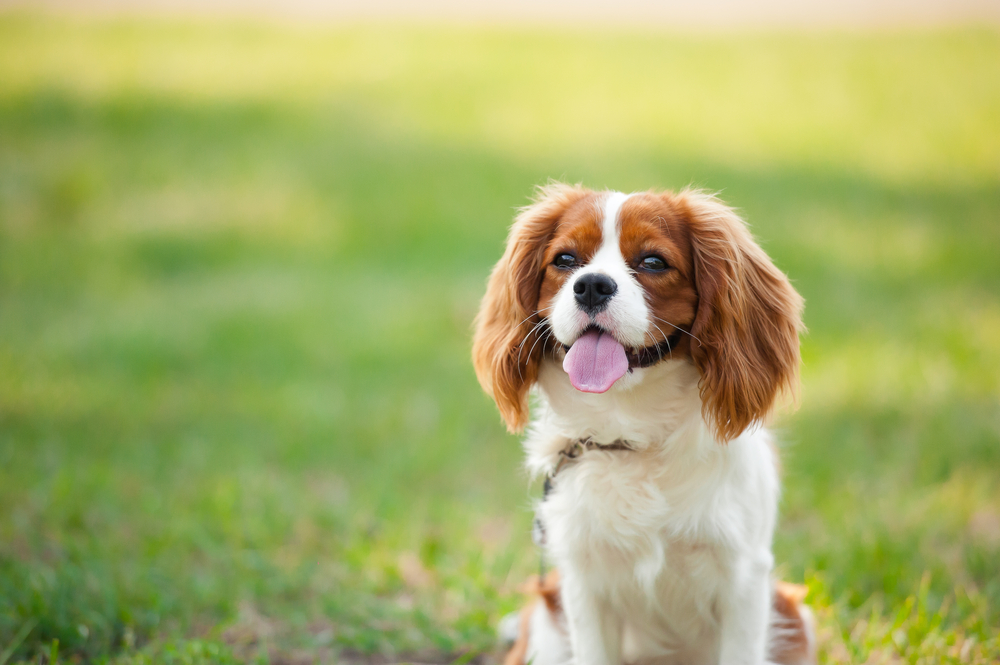 Not All Small Dogs Are Clingy! These 10 Breeds Do Just Fine on Their Own