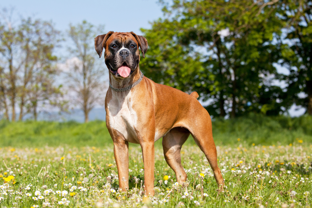 12 Most Reactive Dog Breeds: Vet-Verified Info, Pictures & Safety Tips