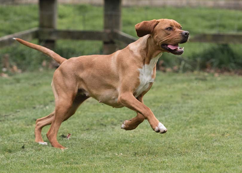 Portuguese Pointer Dog Breed Guide: Info, Pictures & Care