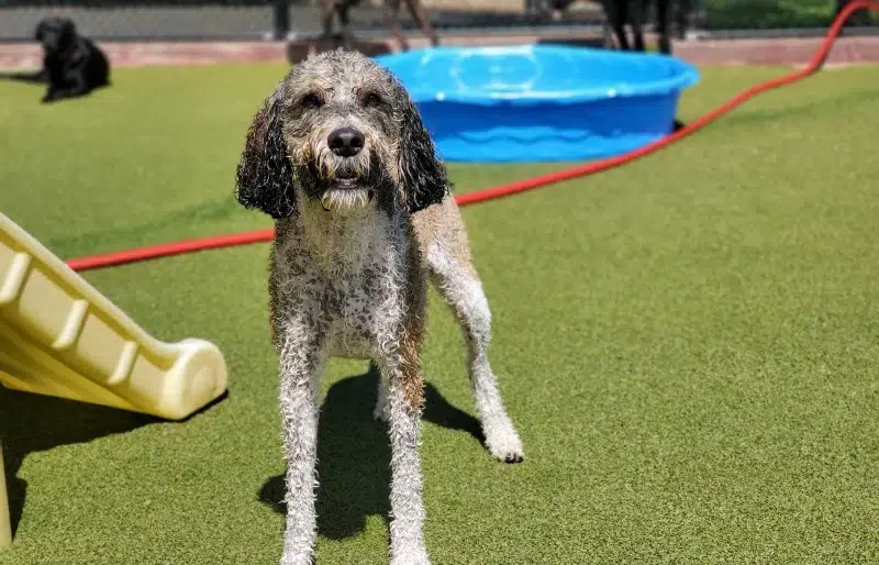 Portuguese Water Dog Poodle Mix: Info, Pictures, Care Guide & More