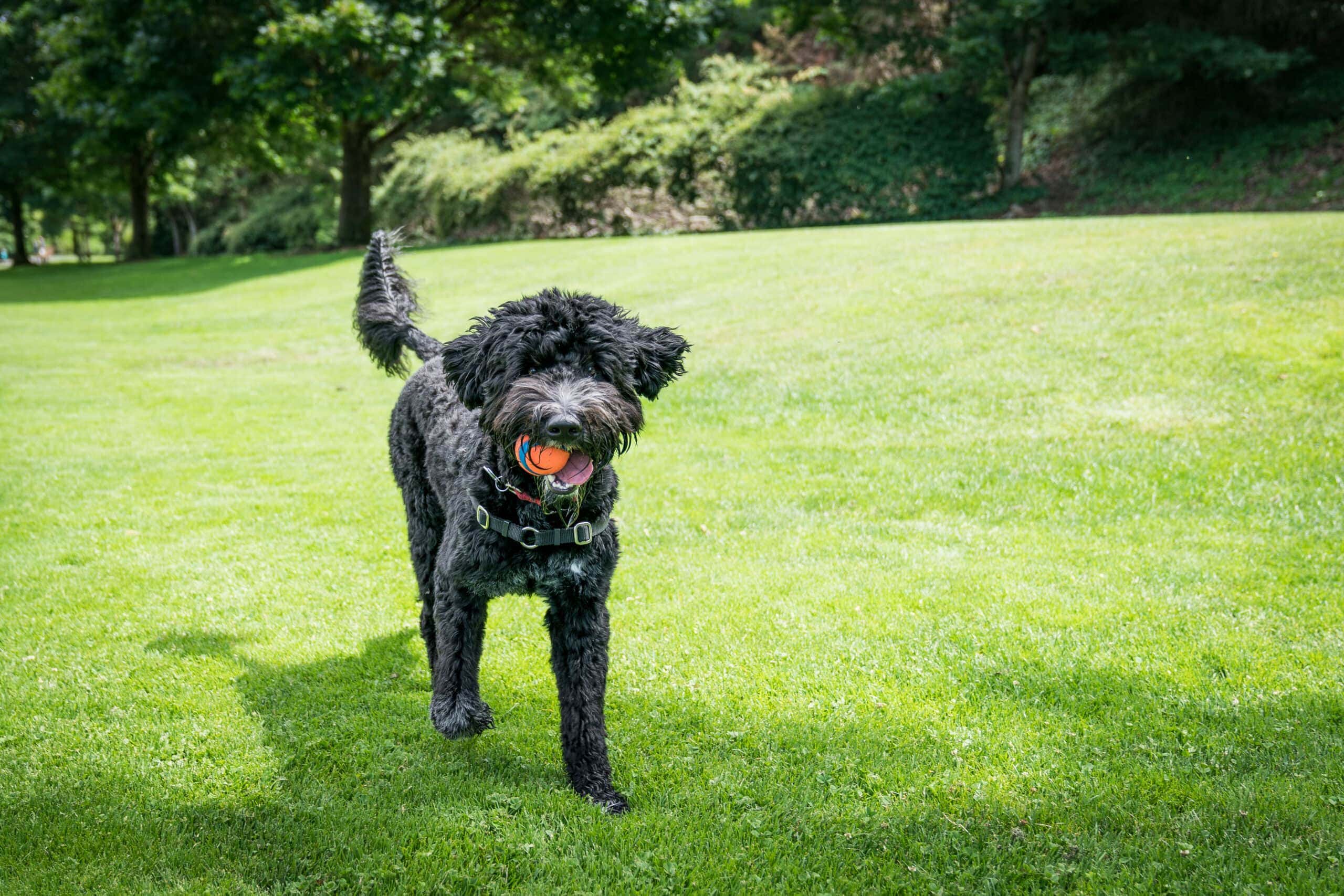 8 Best Remote Control Dog Toys in 2026 – Reviews & Top Picks