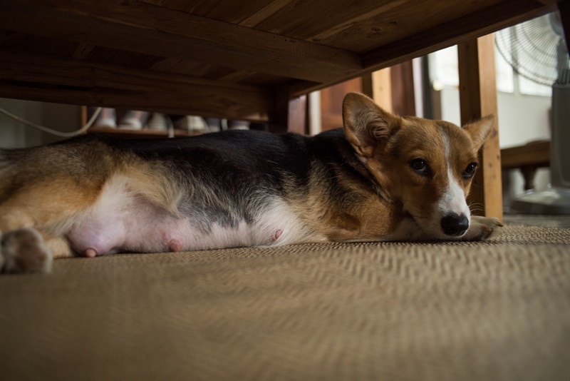 How Long Is a Corgi Pregnant? Vet Approved Facts & Care Guide
