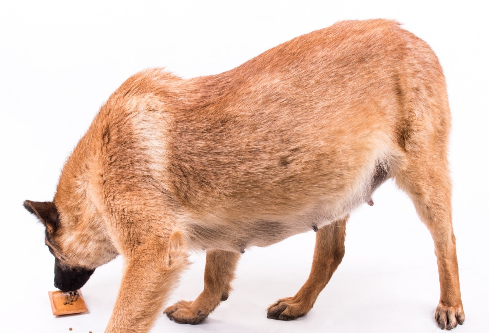 10 Best Foods for Pregnant Dogs in 2026 – Reviews & Top Picks