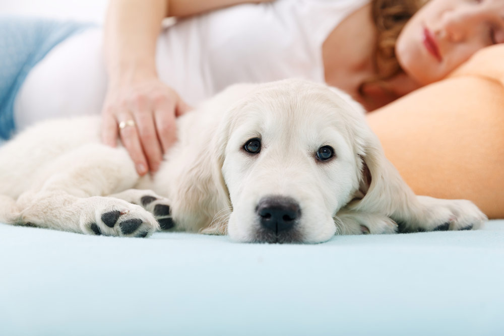 How to Prepare Your Dog for Your Baby: 10 Vet-Approved Tips