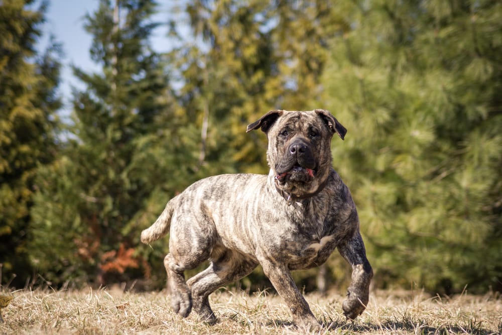 Raising a Rural Dog in the Country: Vet-Verified Pros & Cons