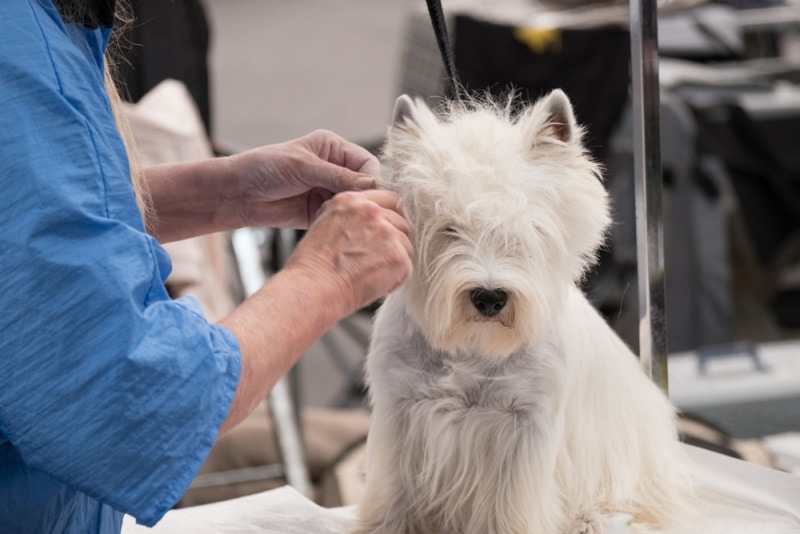 What Is Hand Stripping in Dog Grooming? Pros, Cons & FAQ