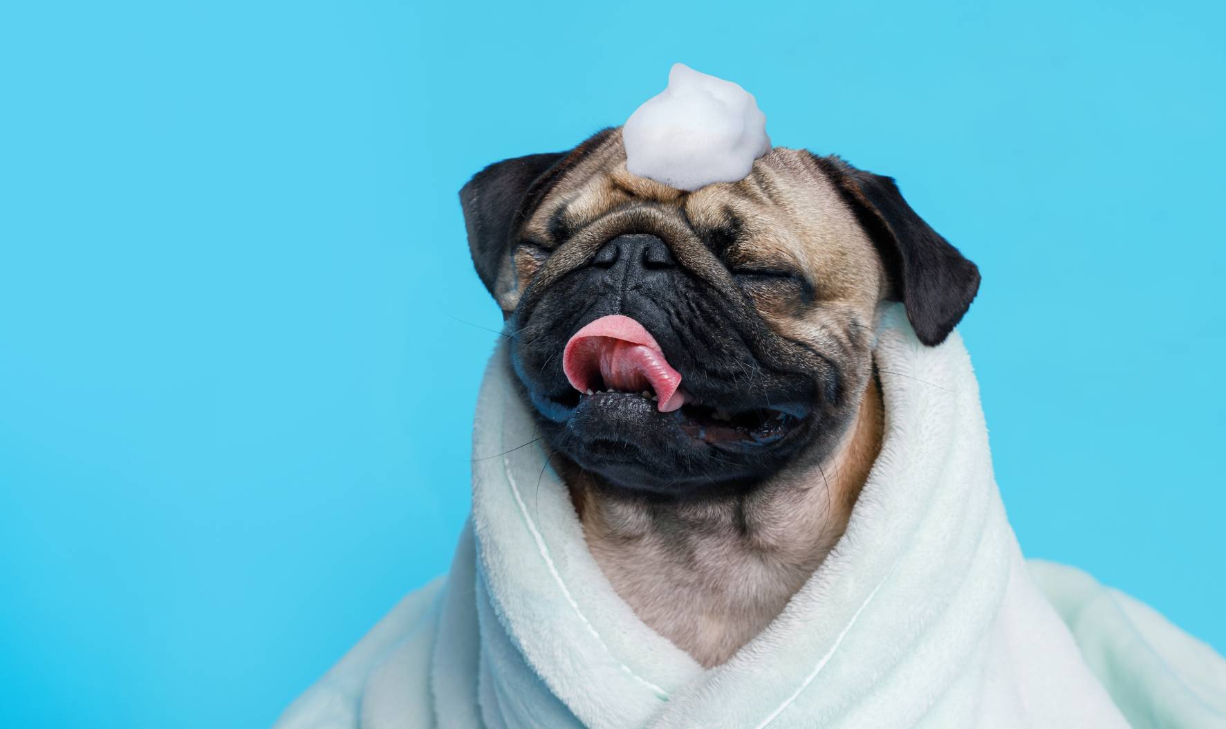 How Often Should You Bathe Your Pug? Vet-Approved Grooming Tips & Care Advice