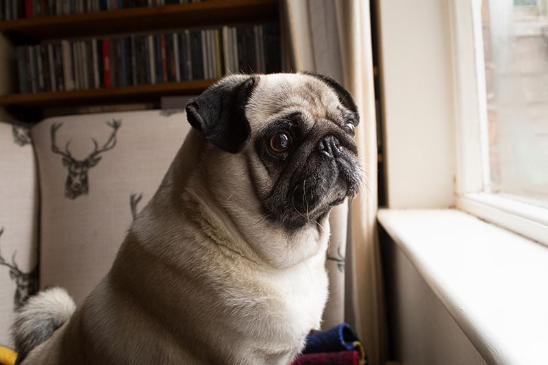 Dog Anxiety Awareness Week 2026: When & What It Is