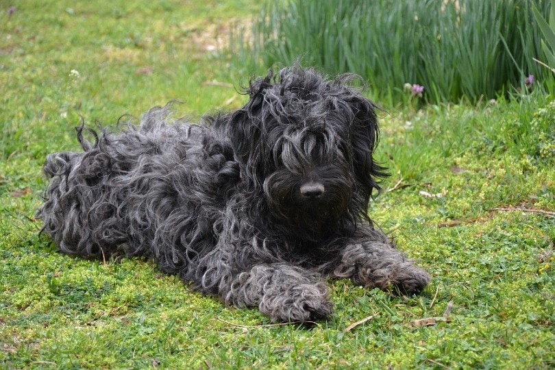 10 Guard Dog Breeds That Don't Shed (With Info & Pictures)