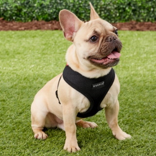 9 Best Harnesses for French Bulldogs in 2026 – Reviews & Top Picks