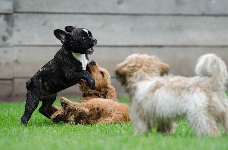 When Is It Safe to Expose Puppies to Other Dogs? Vet-Verified Health Safety Facts & Tips