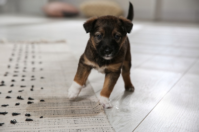 How to Get Rid of Dog Urine Smell From Tile: 4 Effective Ways