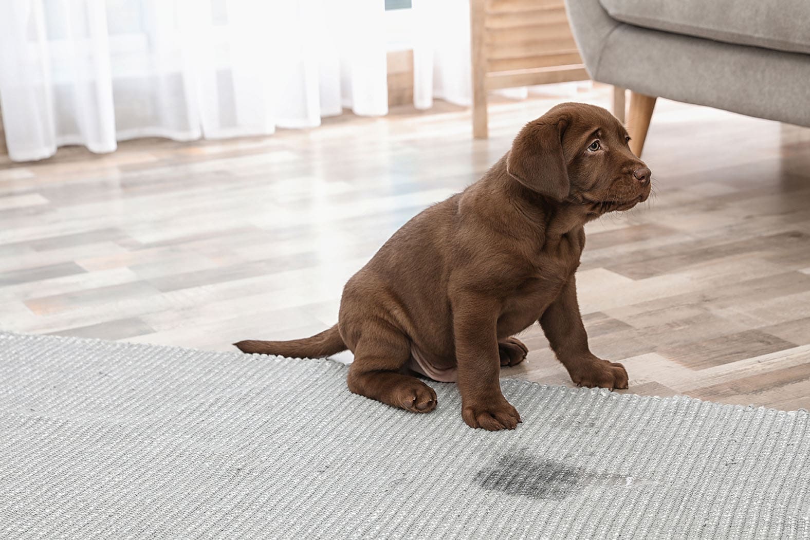 How to Potty Train a Puppy or Dog: Vet-Approved Step-by-Step Guide