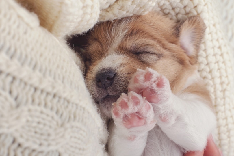How to Get a Puppy to Sleep Through the Night: 6 Vet-Reviewed Tips