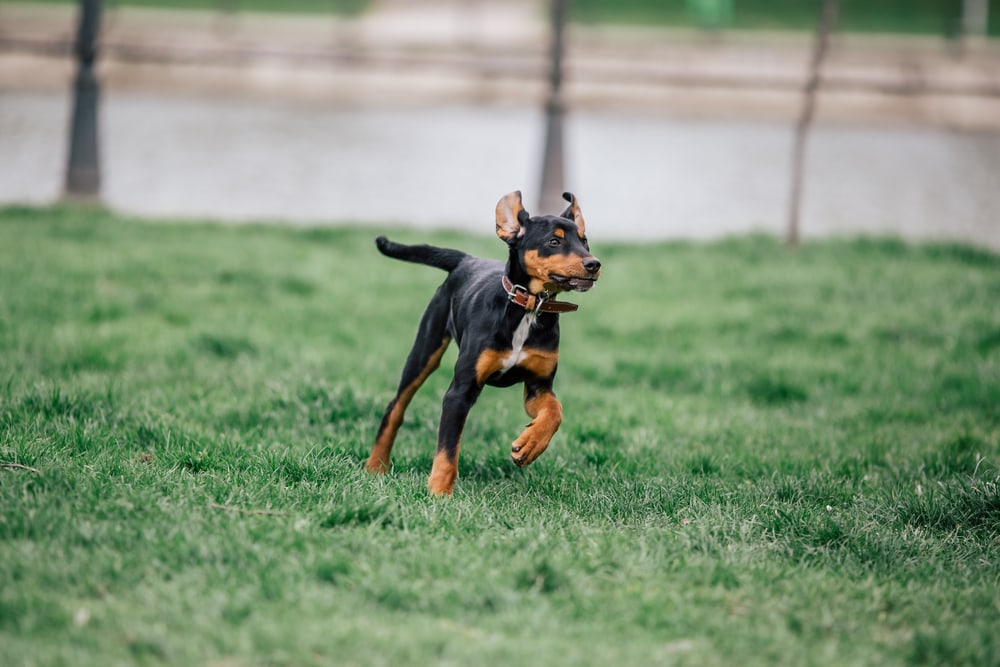 14 Great Off-Leash Dog Parks in Seattle, WA You Can Visit Today in 2026