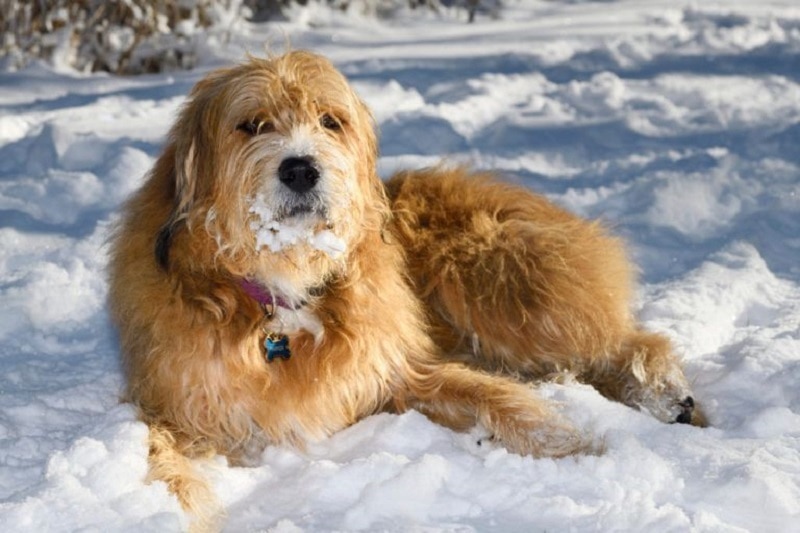 Pyredoodle (Great Pyrenees & Poodle Mix) Dog Breed: Info, Pictures & Care Guide