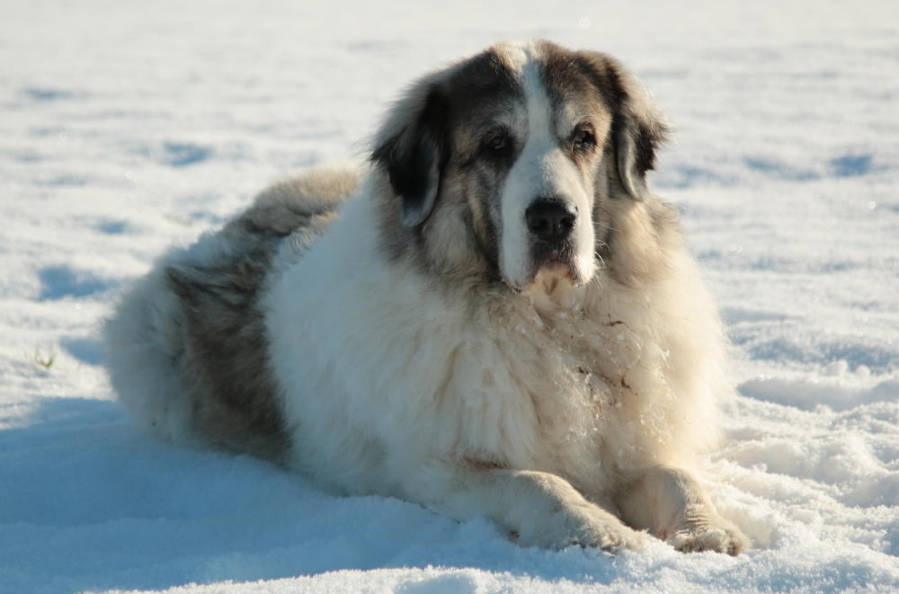 Pyrenean Mastiff dog laying down in the snow