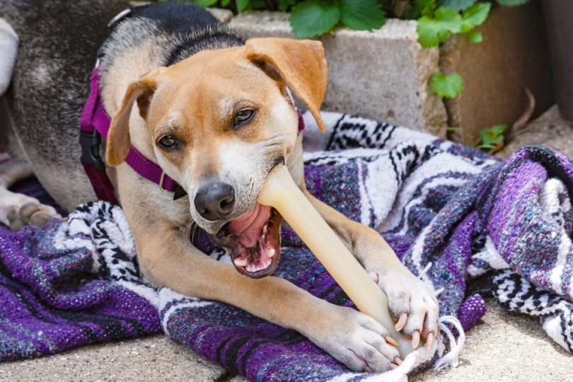 Raggle (Beagle & Rat Terrier Mix) Dog Breed: Info, Pictures & Care