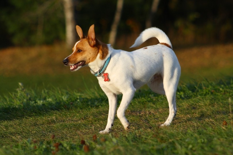 31 Rat Terrier Mixes (With Pictures)