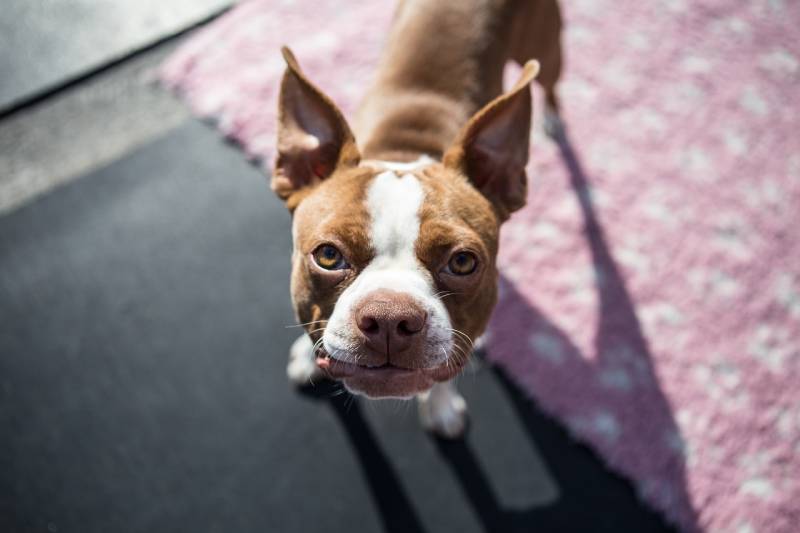 Can a Boston Terrier Be Left Alone? Alternatives & Care Tips