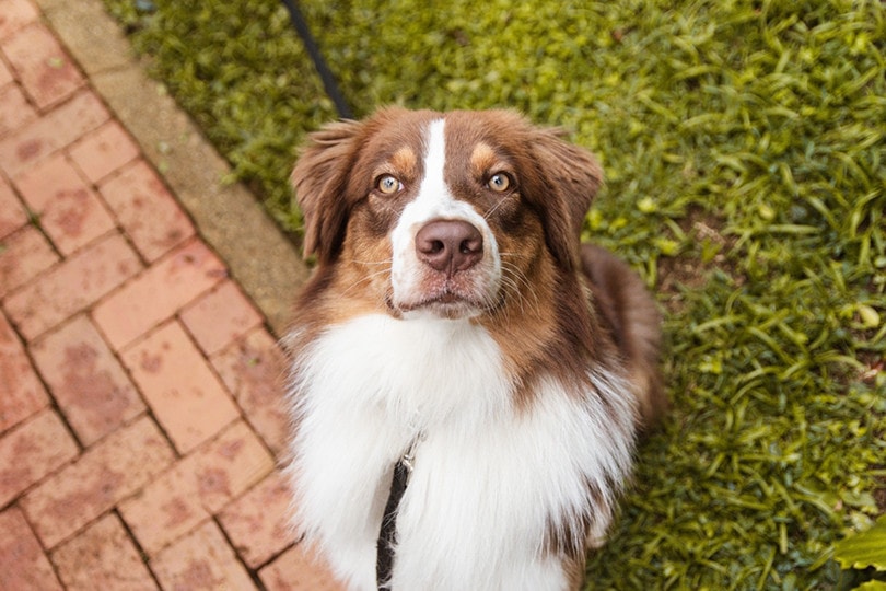 Are Australian Shepherds Protective? Temperament, Facts & FAQs