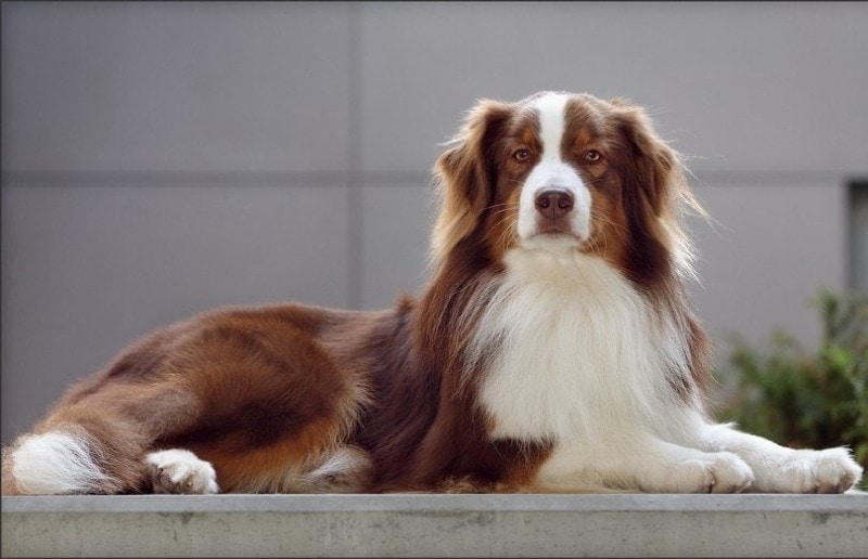5 Dog Breeds That Can Be Different Sizes: Pictures, Facts & Info