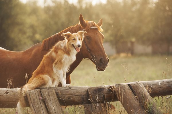 Red border collie dog and horse together at sunset in summer
